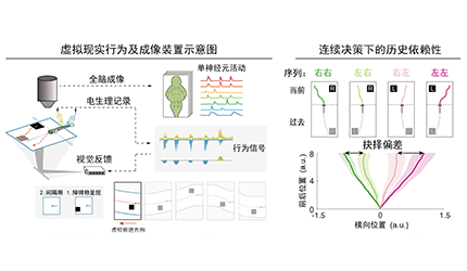 腦智卓越中心合作揭示斑馬魚連續抉擇的跨腦區計算機制
